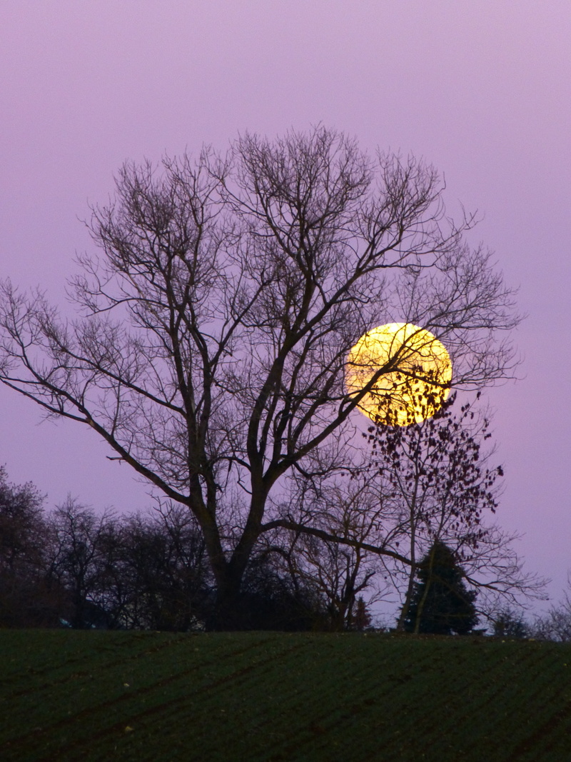 sunset, behind, bare, tree, atmosphere, nature, full moon, field, moonlight, plant, growth, dusk, skyline, 4K, outdoors, branch, yellow, environment, landscape
