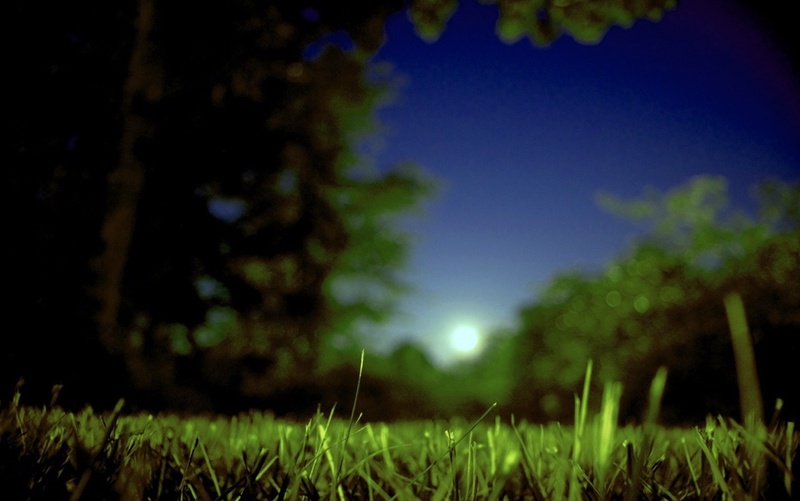 nature, near, growth, sky, tranquil scene, illuminated, field, blue, tree, twilight, green Color, land, no people, 720P, plant, summer, moon, grass, moonlight