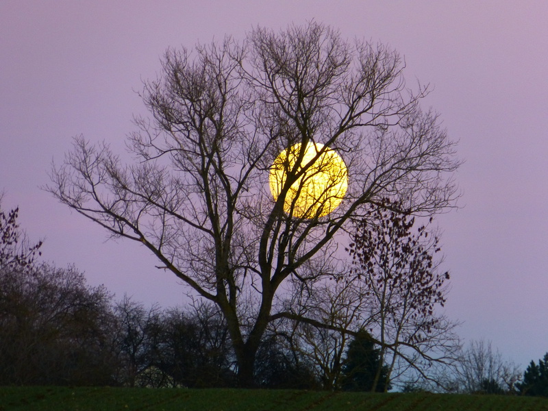 moonrise, beauty in nature, scenics - nature, full moon, tranquil scene, moonlight, no people, skyline, bare tree, nature, 4K, branch, dusk, landscape
