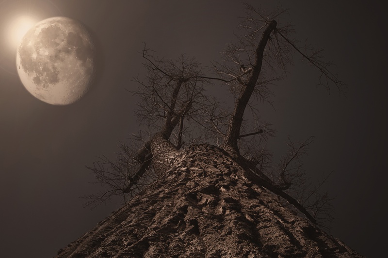 space, no people, branch, bare tree, angle, 2K, astronomy, low angle view, moon, tree, abendstimmung, nature, tranquility, dark, planetary moon, beauty in nature