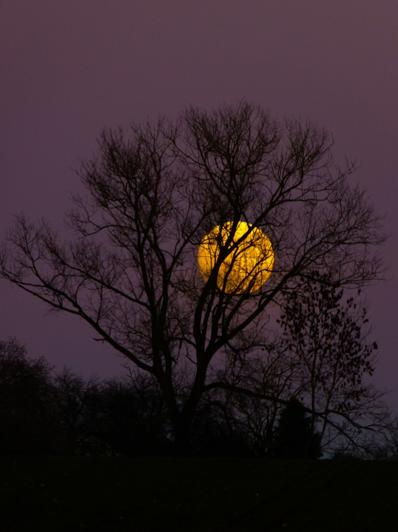 sky, land, tranquility, twilight, autumn, tranquil scene, bare tree, landscape, moon, outdoors, beauty in nature, nature, sunset, branch, tree, night, moonlight