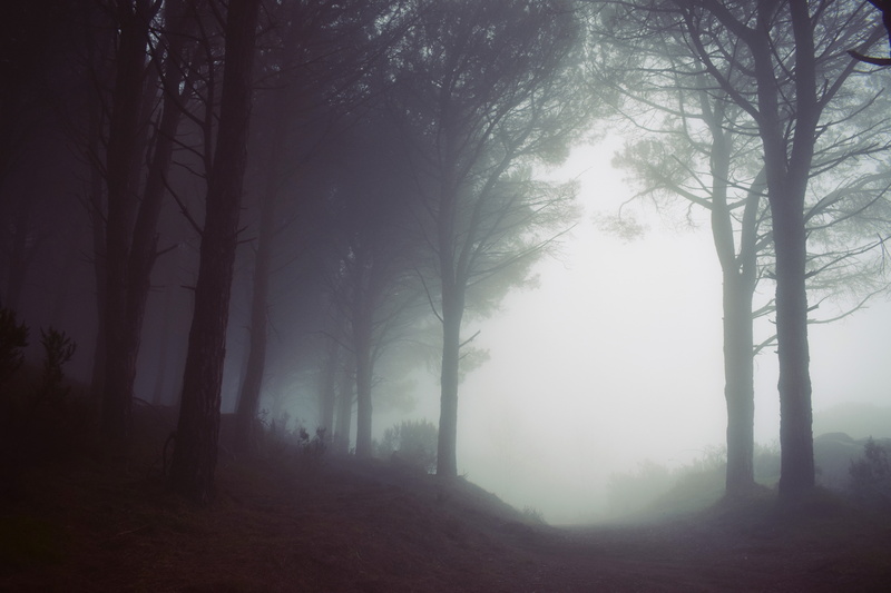 nature, mist, forest, 5K, trees, moody