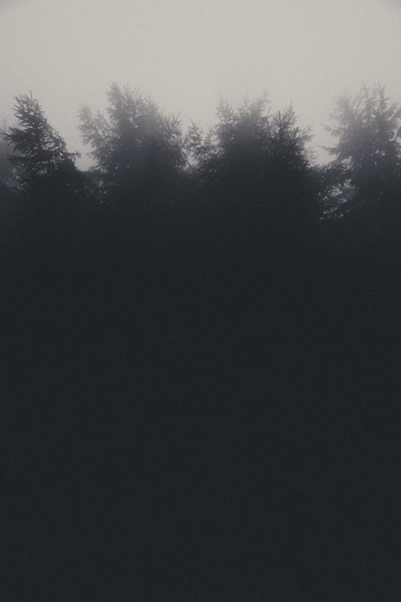 tranquility, moody, growth, beauty in nature, low angle view, minimalistic, foggy, plant, no people, coniferous tree, old, clear sky, phone, tree, beauty