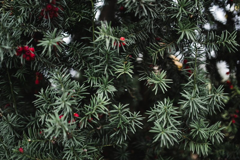 outdoors, growth, no people, leaves, red, backgrounds, christmas, plant, day, needle - plant part, green color, branch, nature, colors, details, beauty in nature