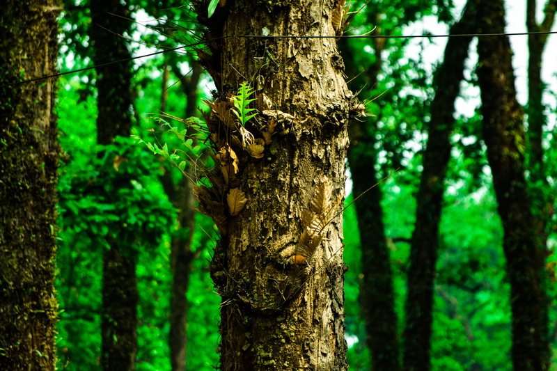 forest, green, outdoors, focus on foreground, trunk, darjeeling, tree, rainforest, bokeh, day, greenary, green color, wood - material, nature, 5K, earth