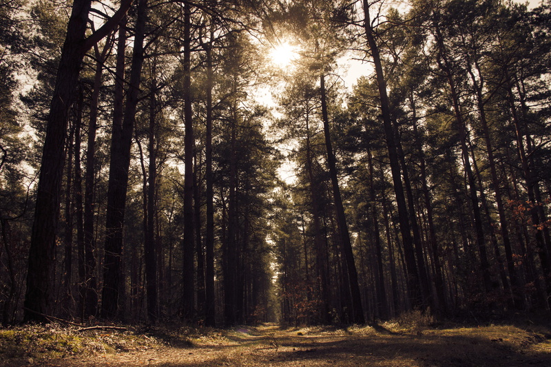 tree trunk, tranquility, leaf, bright, green, daytime, path, non-urban scene, land, forest, no people, eerie, nature, streaming, white, outdoors, 4K, plant