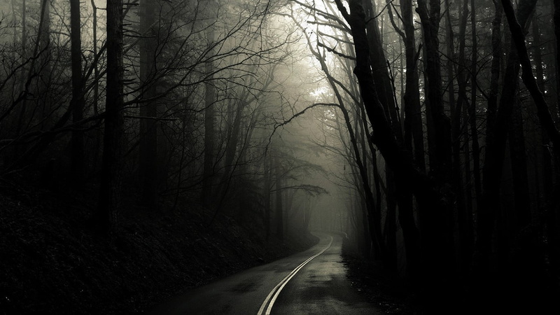 fog, tree, bare tree, trees, outdoors, forest, branch, woodland, no people, black, the way forward, asphalt, beauty in nature, 720P, land, tranquil scene
