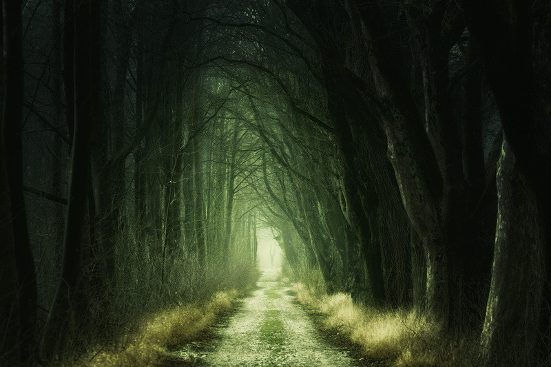 non-urban scene, no people, mystery, tree trunk, mist, treelined, scenics - nature, tunnel, tranquil scene, eerie, the way forward, nature, land, tranquility