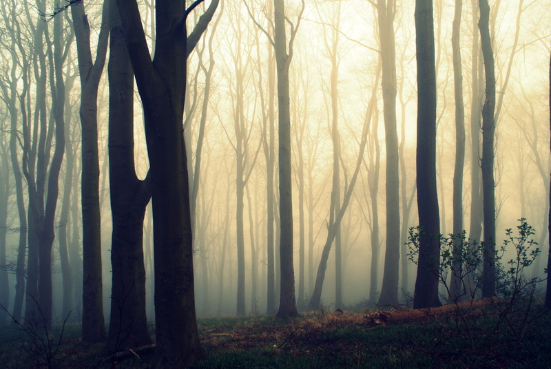 4K, mystery, a200, photography, Cross-processed, March, woodland, spooky, branch, forest, sunlight, nature, morning, landscape, sony alpha, light - Natural Phenomenon