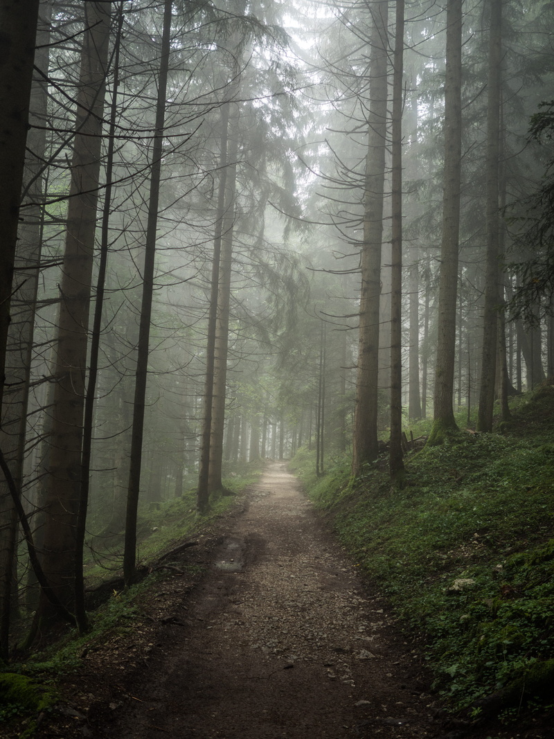 walk, path, beauty in nature, diminishing perspective, trunk, footpath, along, misty, trail, day, park, 4K, tranquility, non-urban scene, forest, pathway