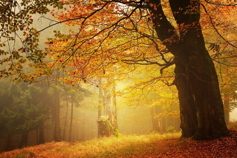 fall, landscape, leaves, mist, brown, 720P, orange color, change, scenics - nature, growth, outdoors, tranquility, leaf, land, autumn collection, tranquil scene