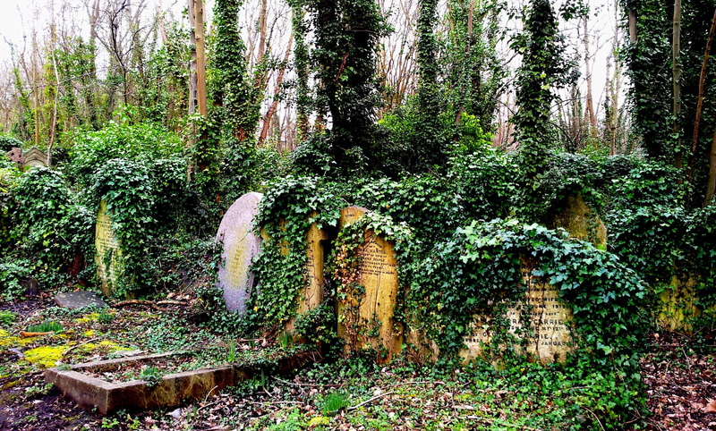 nature, tree, non-urban scene, tombstone, tomb, scenics - nature, cemetery, growth, ivy, england, land, beauty in nature, old cemetery, outdoors, tree trunk