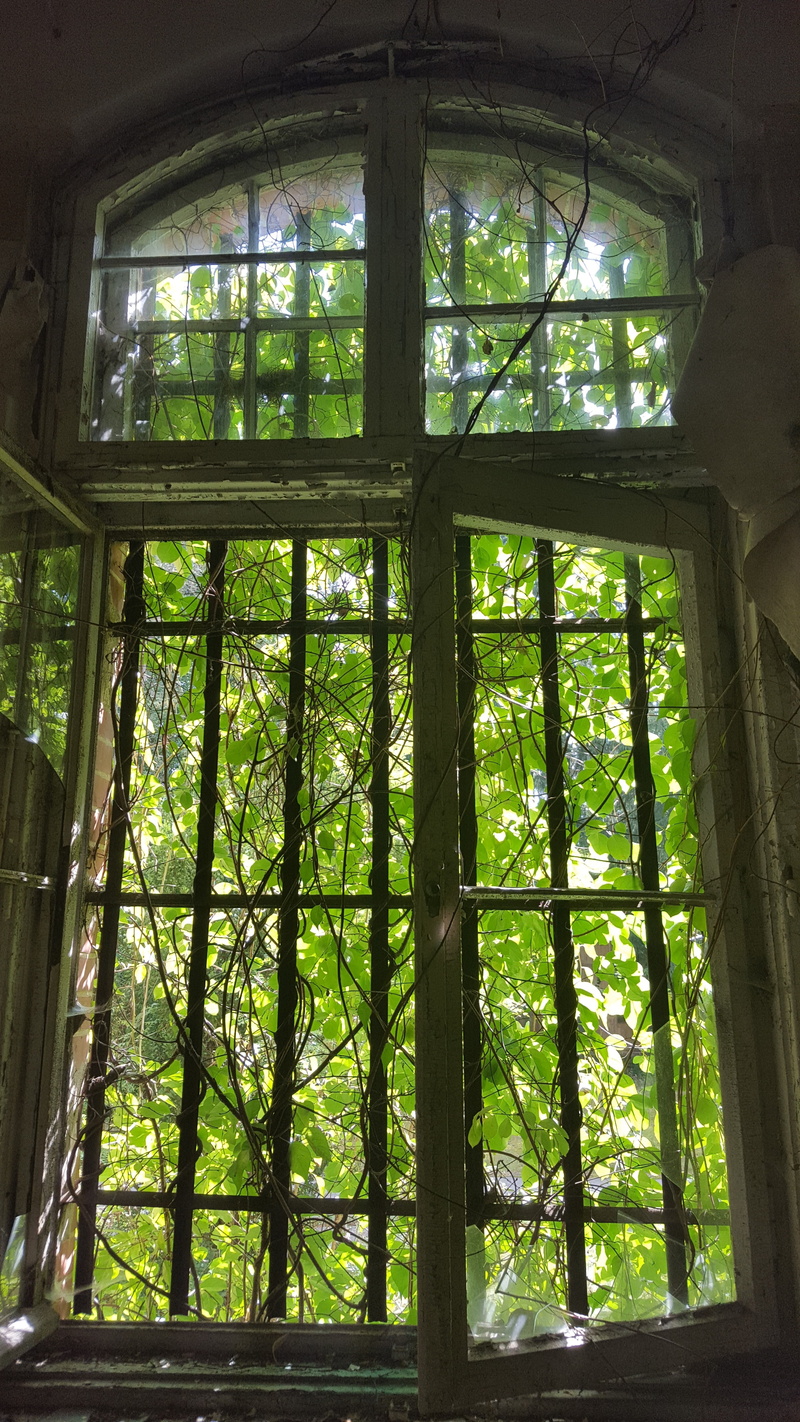 window, glass - material, window frame, forest, tree, no people, urbex, land, 5K, old building, branch, transparent, plant, colors, ceiling, trees, abandoned