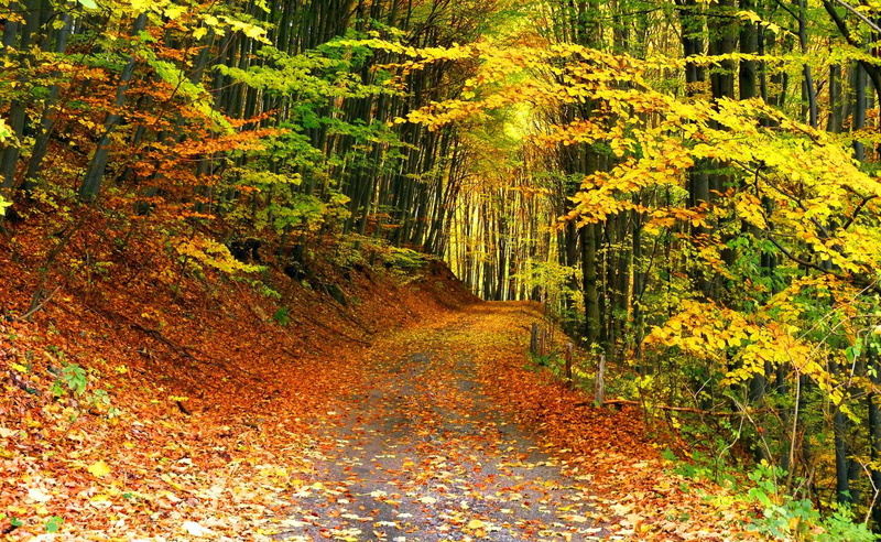 720P, branches, calm, autumn, serenity, colors, path, quiet, forest, falling, nature, fall, walk, foliage, leaves, trees