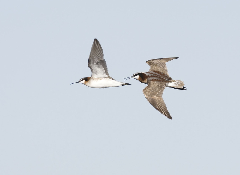 Mountain, photography, Benton Lake National Wildlife Refuge, U.S. Fish and Wildlife Service, water, Wilsons Phalarope, wilsons  phalarope, white, bird watching