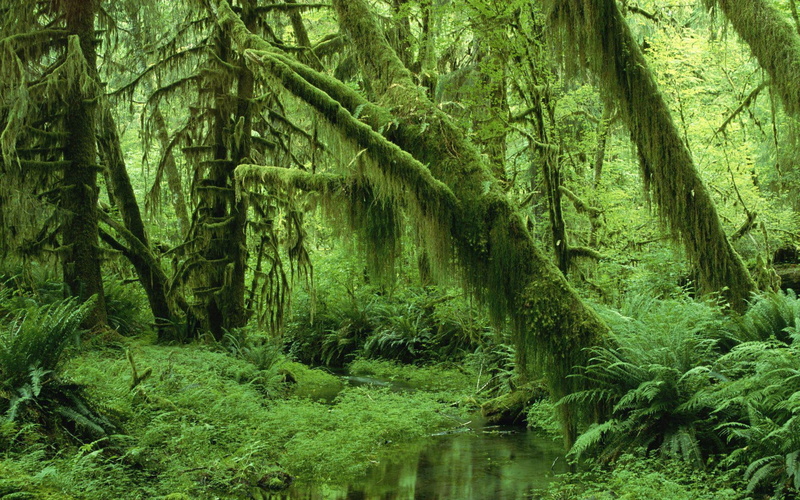 trees, moss, 1080P, water, covered, 1920x1200, photo, tree, nature, forest, fern, plant
