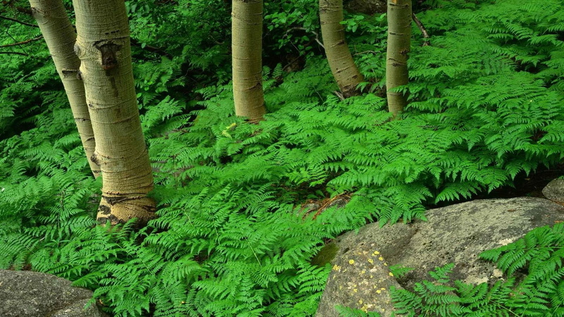 leaf, ferns, nature, plant, fern, plants, 1080P, green, trees, forest, forests, nature and landscapes