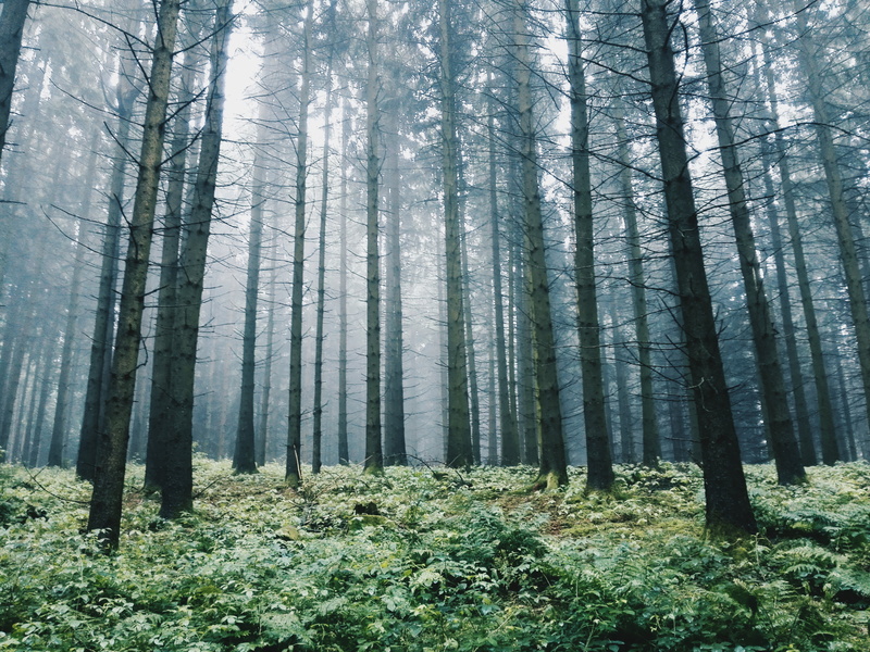 non-urban scene, evergreen, abundance, growth, murky, hazy, land, coniferous tree, woods, tranquility, tree, tree trunk, woodland, fog, 4K, eerie, trunk