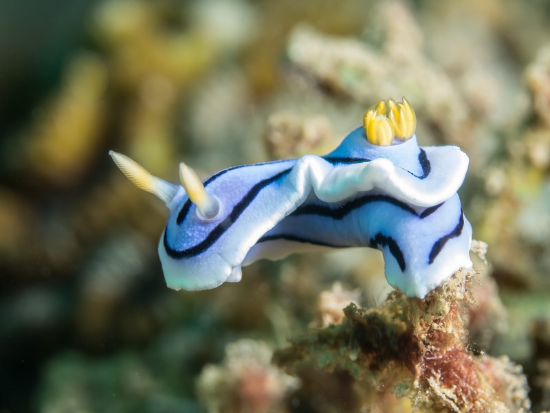 outdoors, diving, invertebrate, animals in the wild, sea, swimming, underwater, macro, nudibranch, one animal, scuba, animal, fish, marine, nature, vertebrate