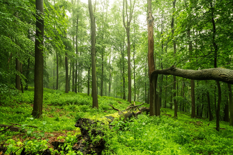 farn, mystical, filled, 600D, plant, wood, green grass, Tree, regen, Natur, Canon, Germany, grass, environment, green Color, forest, nature, outdoors, woodland