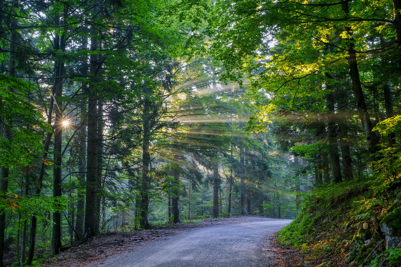 2K, morning, outdoors, season, environment, rural Scene, sunset, tree, footpath, lane, summer, green, nature, sunlight, travel, landscape, backgrounds