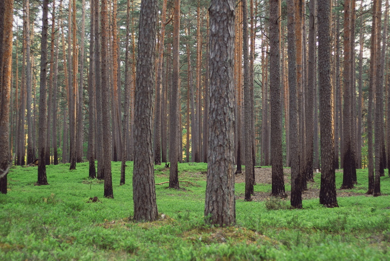 plant, forest, scenics - nature, pine tree, leaf, day, trunk, non-Urban Scene, pine woodland, tree, tranquil Scene, treelined, sunlight, season, summer