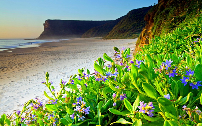 1080P, seaside, flowers, hill, shore, 3d and abstract, spring, rock, beach, plants