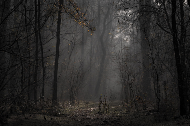 forest, non-urban scene, 5K, environment, fog, mist, beauty in nature, branches, tranquil scene, light, season, eerie, tranquility, trees, scenic, landscape