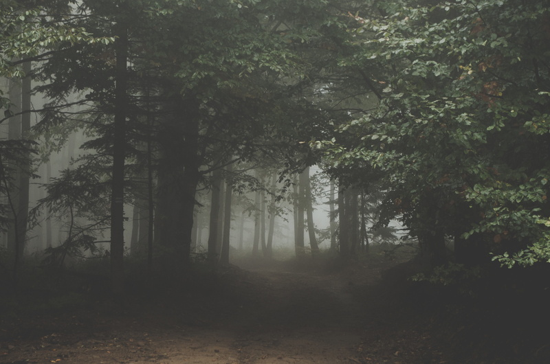 beauty in nature, scenics - nature, trees, the way forward, woodland, 4K, tranquil scene, plant, fog, outdoors, no people, trunk, tranquility, eerie, day