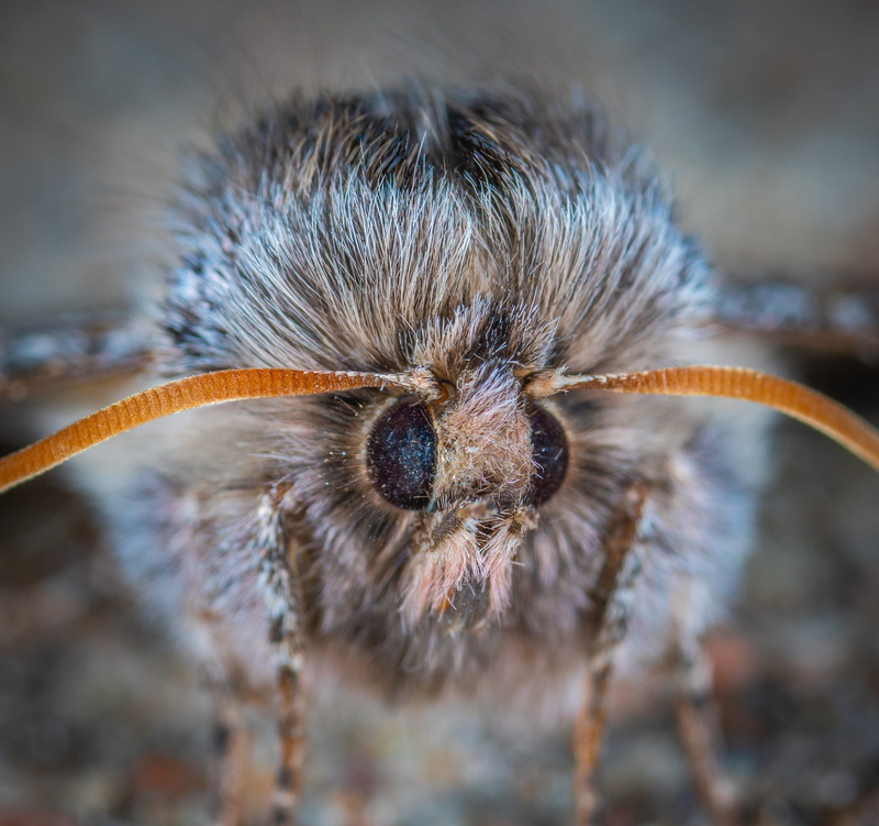 animal hair, eerie, portrait, insect, 2K, animal body part, animal themes, animal wildlife, gray, wildlife, flower, outdoors, fly, hairy, mammal, close-up