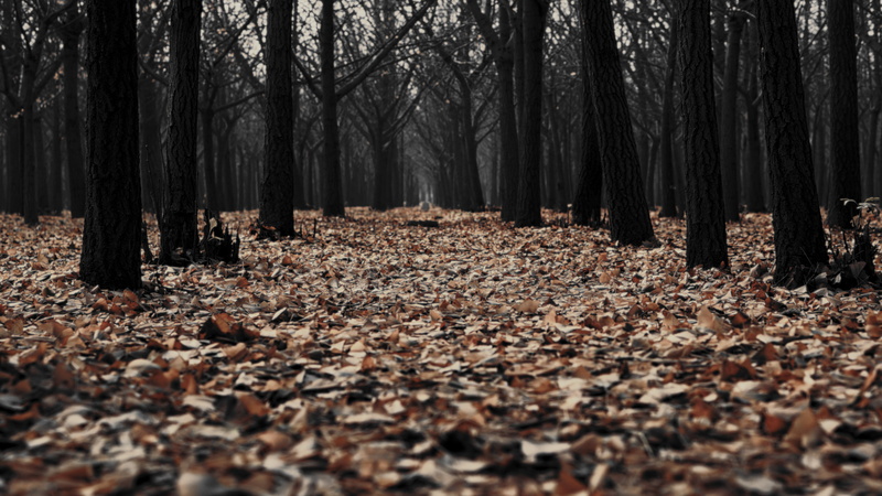 fall, deep forest, trees, edit, forest, 5K, eerie, fallen leaves
