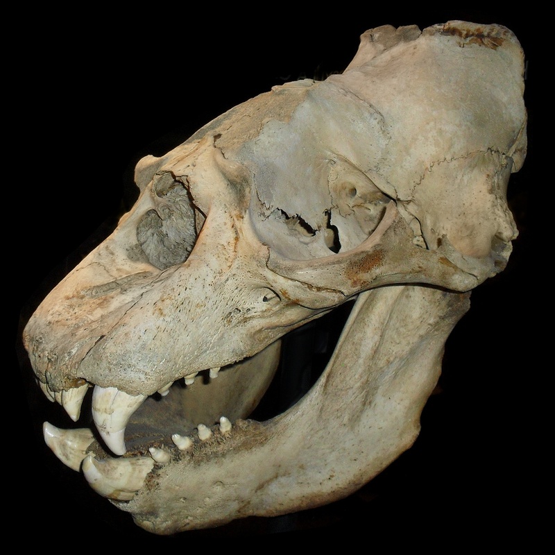 monster, animal Skeleton, close-up, animal mouth, sea lion, animal body part, one animal, spooky, indoors, fangs, extinct, animal, bone, profile view, anatomy