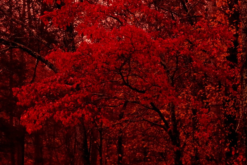 nature, red, natural condition, trees, tree canopy, fragility, full frame, springtime, blossom, tree, freshness, cherry tree, autumn, 4K, flowering plant