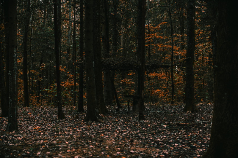 non-urban scene, woods, eerie, tranquil scene, forest, no people, leaf, tree, nature, 5K, land, fall, trees, tranquility, plant, tree trunk, trunk, change