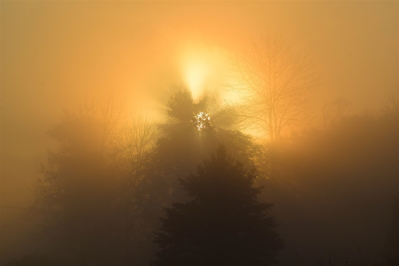 autumn, landscape, sunlight, forest, nature, coniferous tree, land, 4K, fog, orange color, tranquil scene, outdoors, light, scenics - nature, idyllic