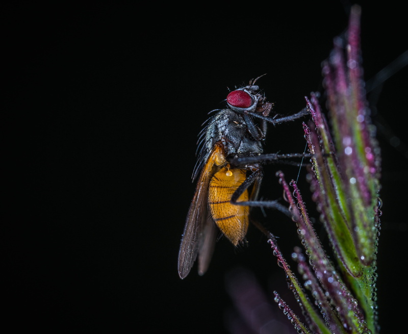 insect, little, pest, studio shot, animal, animal wildlife, flowering plant, no people, purple, animal body part, bee, one animal, wildlife, plant, shot