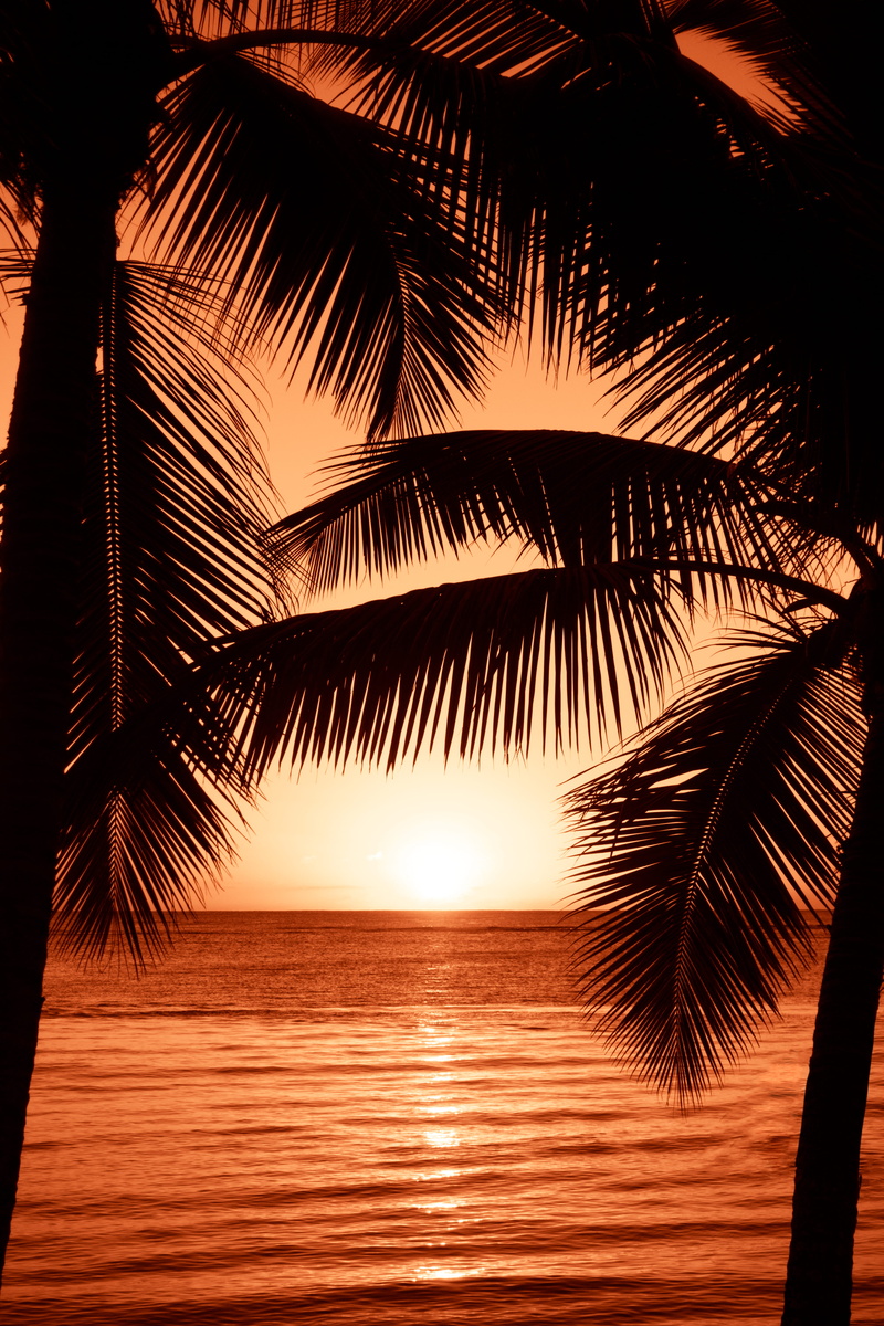 sundown, beauty in nature, plant, near, no people, hour, water, reflection, tranquil scene, coconut, 5K, coconut palm tree, sea, leaf, sunset, body, outdoors
