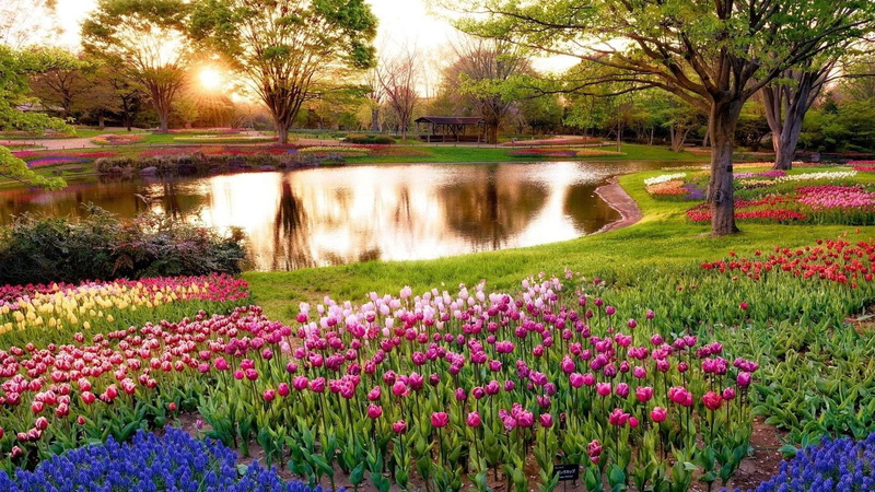 ornamental garden, growth, outdoors, flowerbed, tranquil scene, spring, asia, tree, hitachi seaside park, plant, grass, flowering plant, lake, purple, park