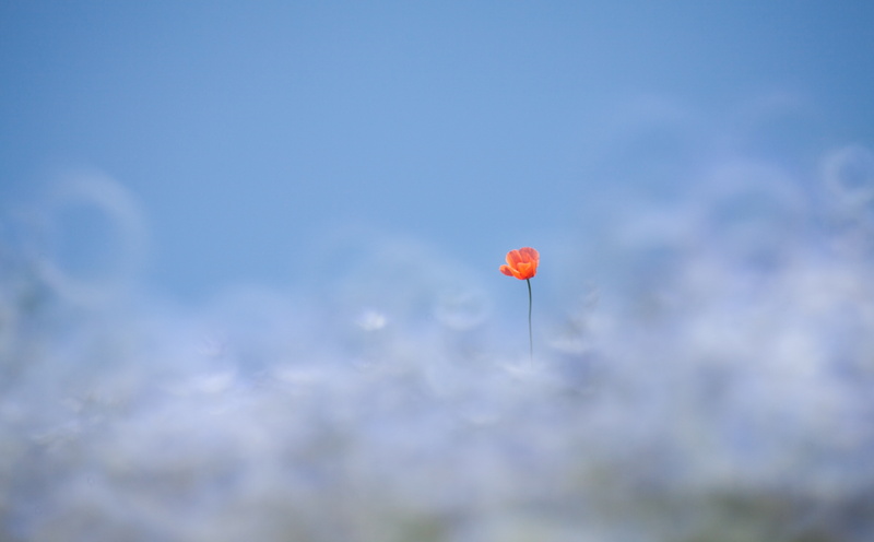 hitachi, Flowers, Field, outdoors, orange, Asia, freshness, no people, day, low angle view, fragility, cloud - sky, 5K, Japan, plant, Poppy, orange color