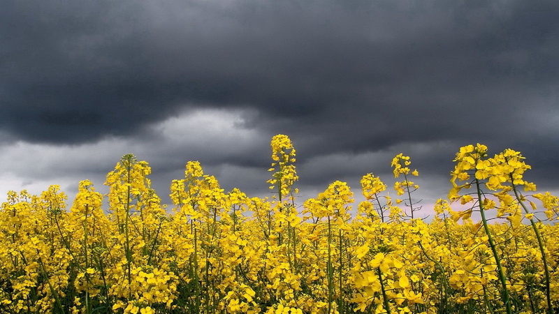 1080P, nature, scenics - nature, yellow flowers, woodland, ominous, beauty in nature, landscape, yellow, day, sky, pine woodland, land, environment, overcast