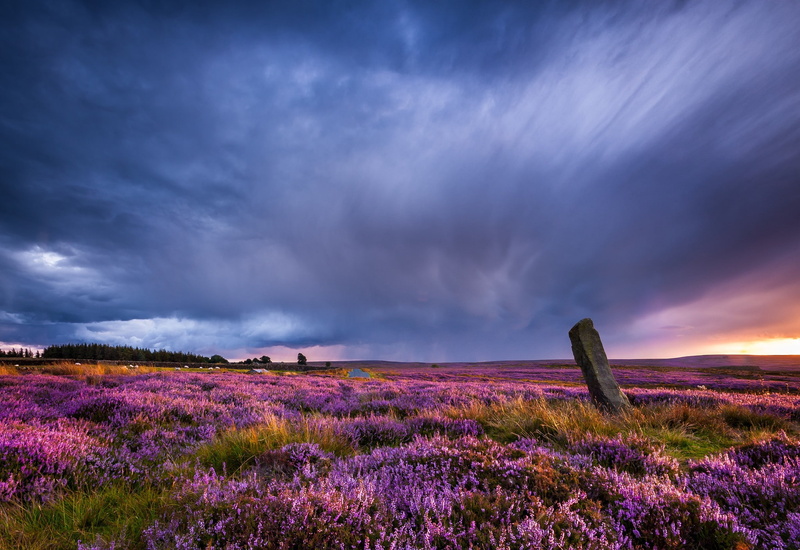 purple flowers, flowers, 1080P, overcast, field, landscape