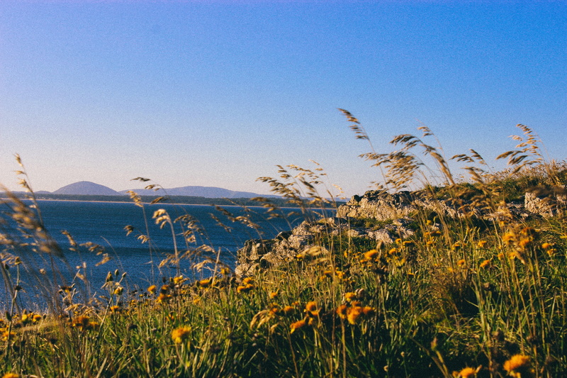 beach, flower, uruguay, punta ballena, 5K, day, clear sky, no people, landscape, nature, land, beauty in nature, sky, outdoors, scenics - nature, growth