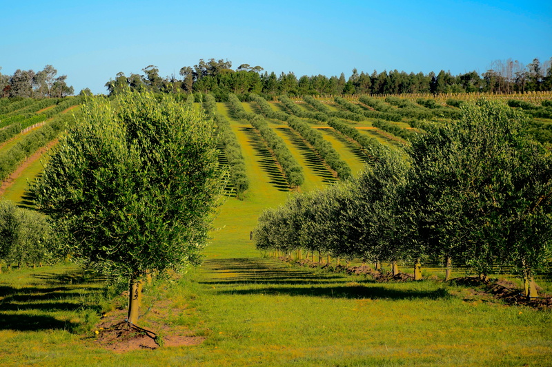 plants, tree, day, tranquility, trail, beauty in nature, land, growth, life, sky, outdoors, nature, agriculture, sunlight, plant, environment, tranquil scene