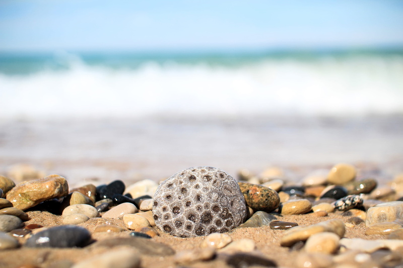 gray, shell, pebble, vacation, no people, wet, sand, surface level, smooth, sunlight, beach, solid, rock, near, ocean, shore, pebbles, stone, brown, sea