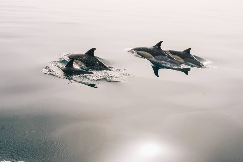 calm, dolphins, ocean, water, mammal, sea, 5K, smooth