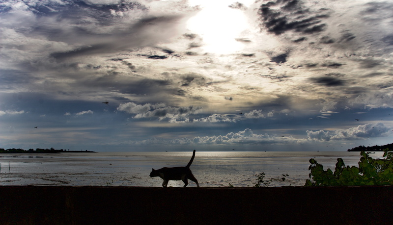 5K, cloud, vertebrate, land, neighbour, cloud - sky, sunset, one animal, water, nature, beauty in nature, canine, animal, animal themes, malaysia, ocean