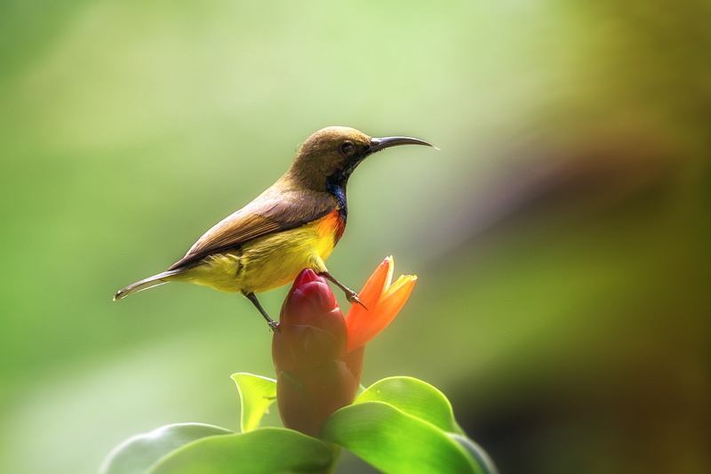 tropical, brown, yellow, 1080P, wildlife, garden, ko samui, Bird, sunbird, Nature, feathered