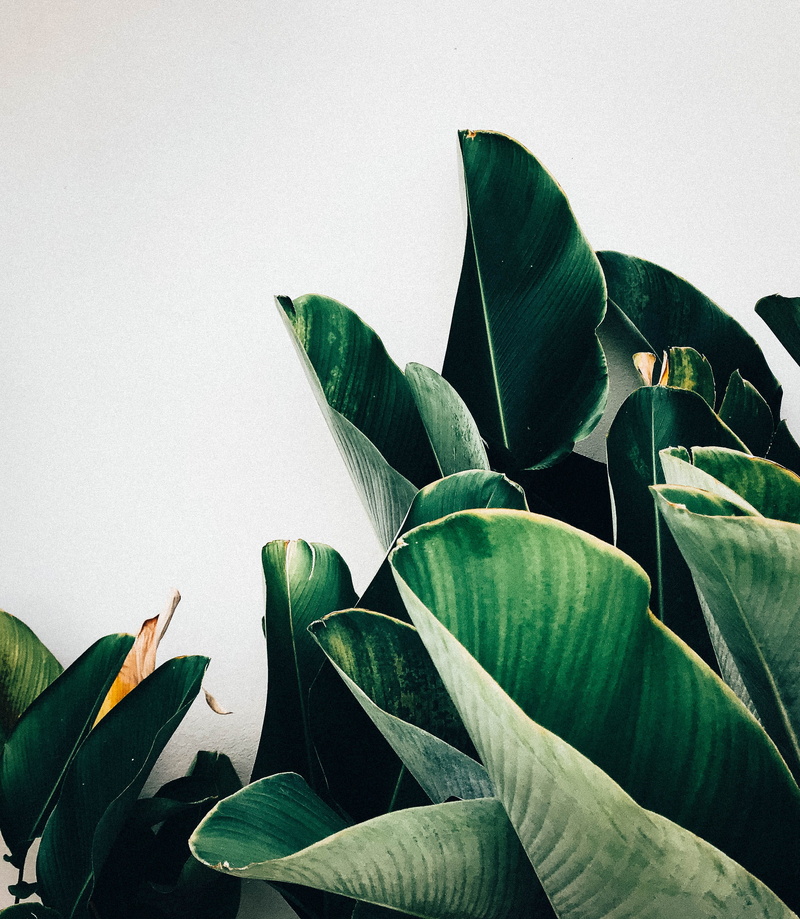 palm, plants, outdoors, flower, day, clear sky, aloe, flora, urban, green color, banana leaf, pottery, large leaf, bright, vase, outdoor, fragility, leaf