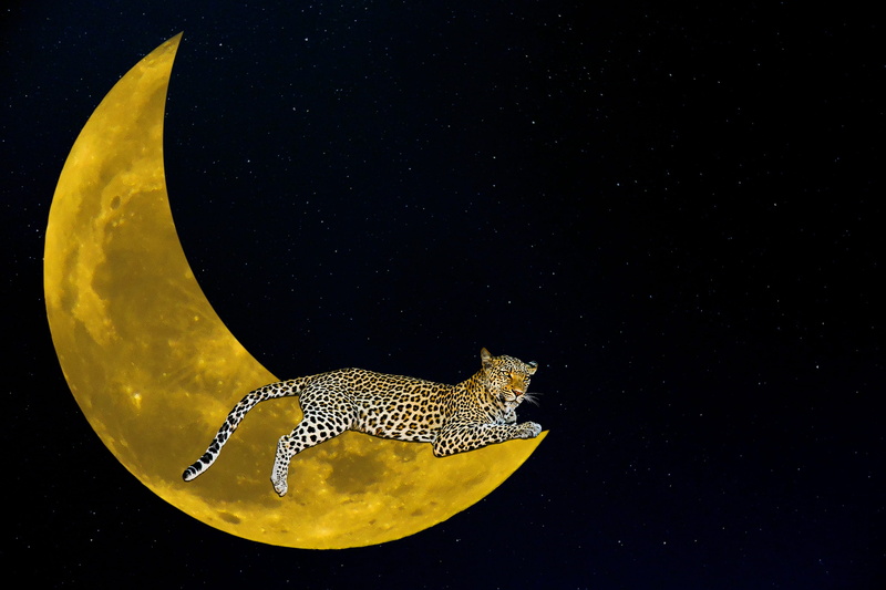crescent, yellow, greeting card, night, vertebrate, crescent moon, 2K, underwater, indoors, good night, animal themes, animals in the wild, sea, black background