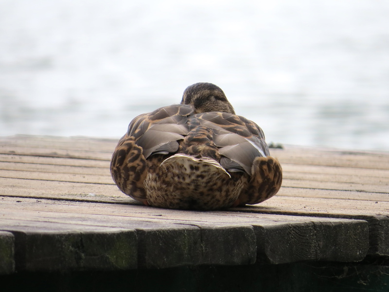 bird, animal, day, lake, marina, no people, animals in the wild, wood - material, water, mallard duck, vertebrate, 4K, haven, animal wildlife, animal themes